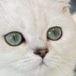 Pisici British Shorthair